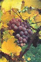 Traminer Grapes